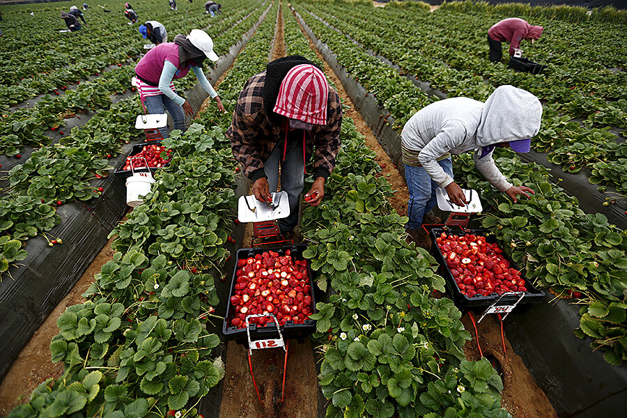 trabajadores mexicanos guanajuato