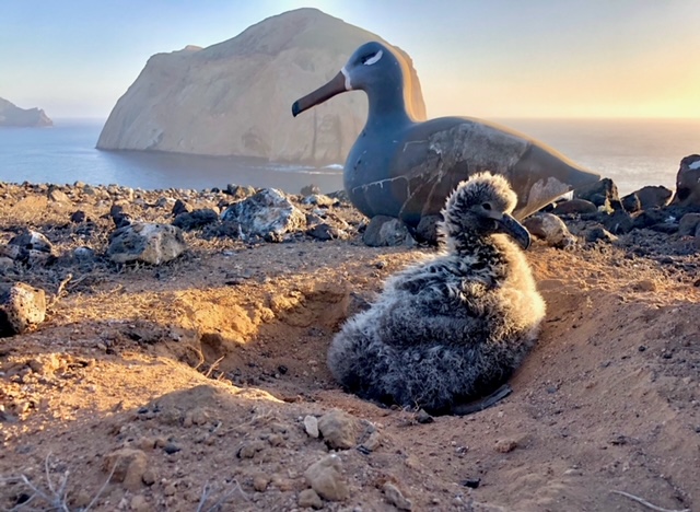 albatros guadalupe